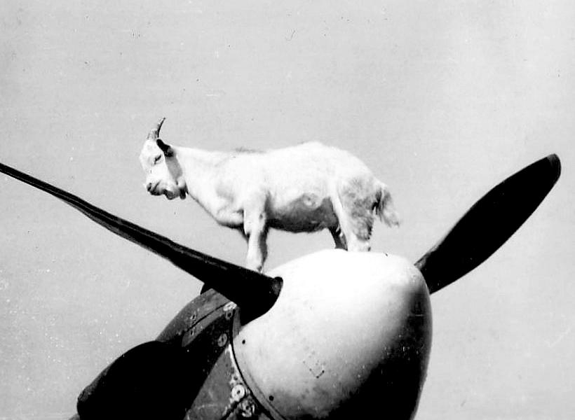 Goat-On-A-Plane